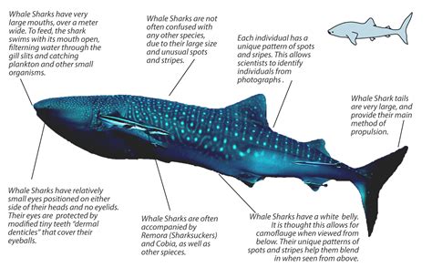 whale shark fin size